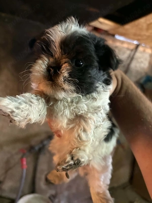 Cătelusi shih tzu mini toy de vânzare  - imagine 2