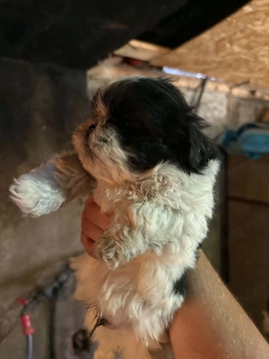 Cătelusi shih tzu mini toy de vânzare 