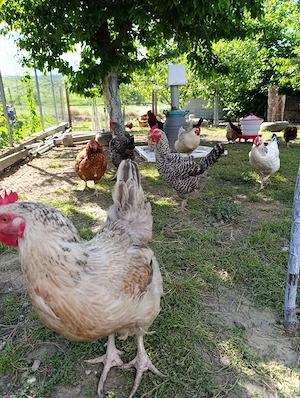 Găini, rasă mixtă 