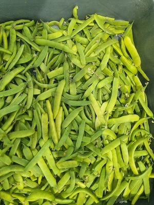 de vînzare fasole verde 