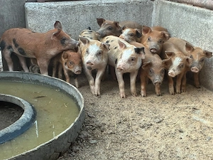 Purcei de vanzare