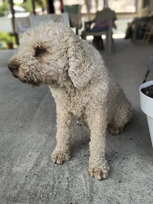 Catea Lagotto Romangolo  - imagine 3