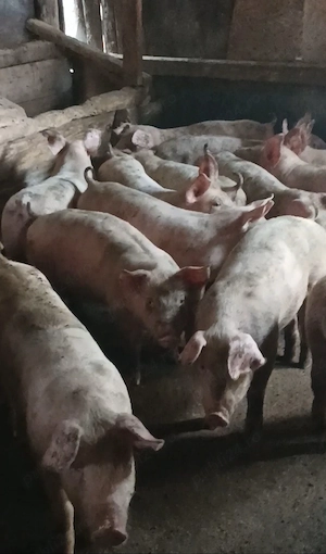 Soldanei de carne 30-35 kg