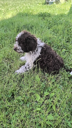 Catei Lagotto Romangolo  - imagine 4