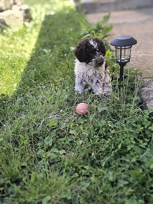 Catei Lagotto Romangolo  - imagine 2