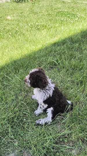 Catei Lagotto Romangolo  - imagine 5