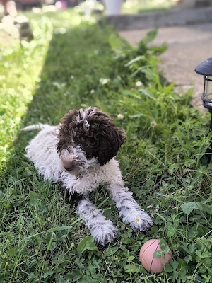 Catei Lagotto Romangolo  - imagine 3
