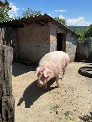 Porc de vanzare 300 kg - imagine 2