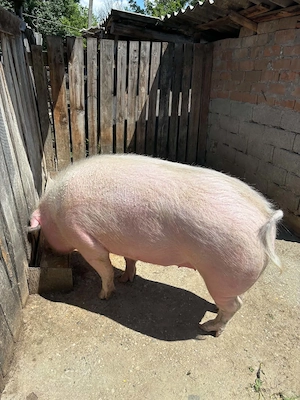 Porc de vanzare 300 kg - imagine 3