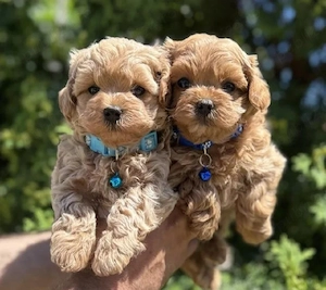 Vand Maltipoo