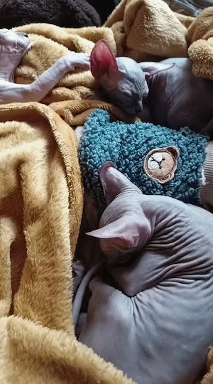Pui pisică Sphynx   Sfinx   1500 Lei Negociabil - imagine 3