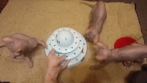 Pui pisică Sphynx  Sfinx  - 1000 Lei Negociabil