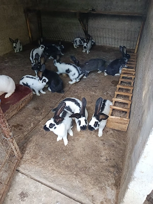 iepurași de vanzare