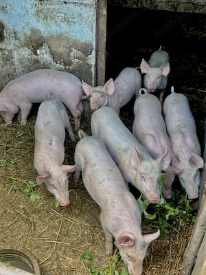Porci de vânzare,2 luni  - imagine 2