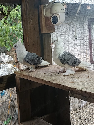 Porumbei voltati indieni ,bronzati,scut si preoti saxoni si creți 
