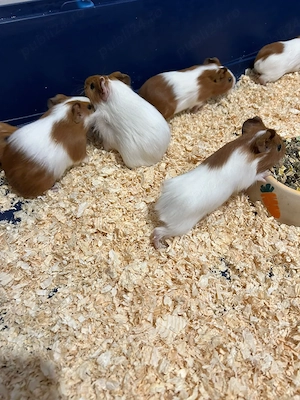 Porcușori de Guinea 
