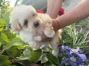 Pui Bichon Maltez - imagine 2