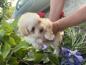 Pui Bichon Maltez