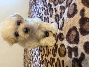 Pui Bichon Maltez - imagine 3