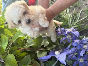Pui Bichon Maltez - imagine 6