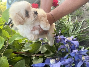 Pui Bichon Maltez - imagine 4