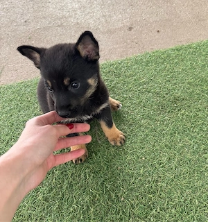 Adoptie responsabila  - imagine 4