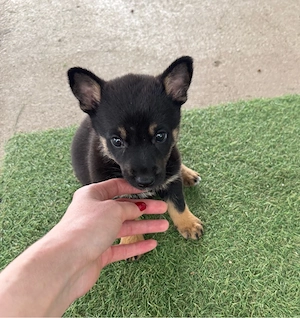Adoptie responsabila  - imagine 3