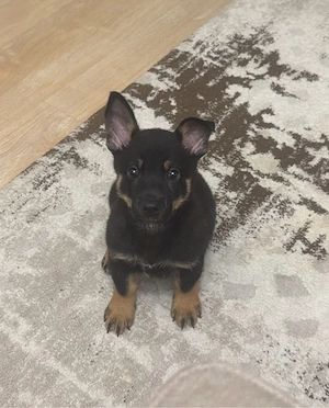 Adoptie responsabila 