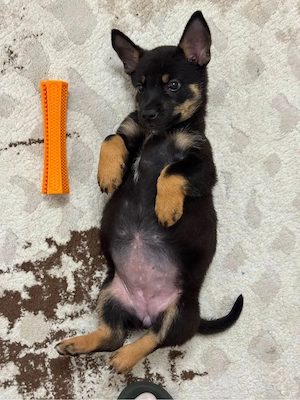 Adoptie responsabila  - imagine 2
