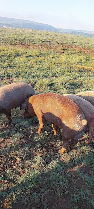 Vând vier foarte bun pt monta.