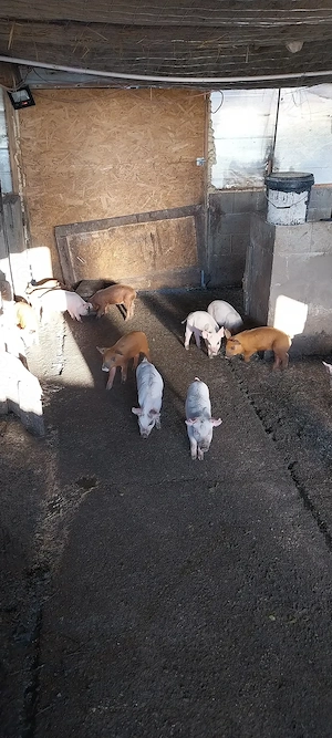 Purcei de vânzare la cel mai mic preț!!!