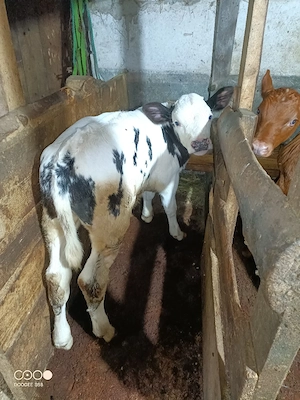 Vand vițică Angus si vitel Albastru belgian  - imagine 2