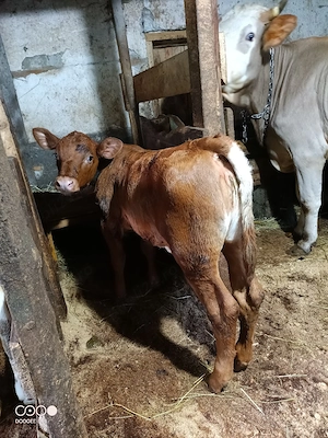 Vand vițică Angus si vitel Albastru belgian  - imagine 3