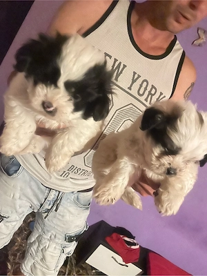 catei bichon 