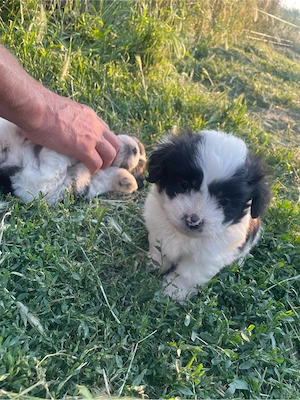 catei bichon  - imagine 5