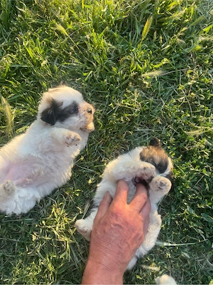 catei bichon  - imagine 3