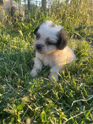 catei bichon  - imagine 4