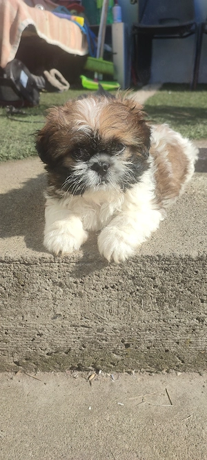 Shih tzu baietel 