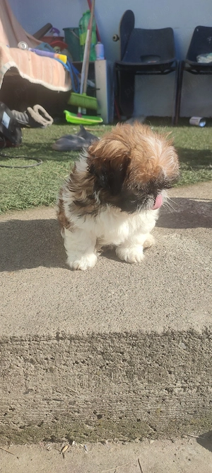 Shih tzu baietel  - imagine 3