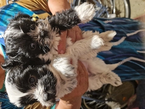 2 băieți și 4 fetite cauta o noua familie iubitoare suntem niște bichoni drăguți și jucăuși. 