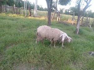 vand doi berbeci si o oaie asaf si doua capre si doi ezi tel   - imagine 2