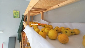 MICRO-FERMA + CASA IN VOIVOZI - BIHOR - imagine 16