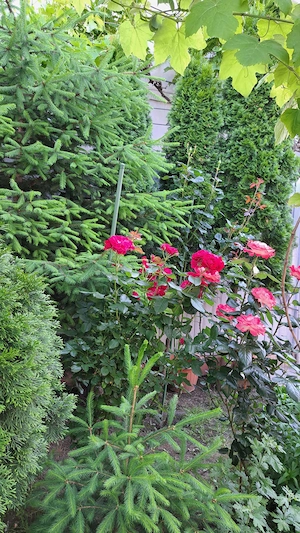 Casă de vânzare