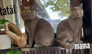 pui - băiețel - British shorthair de la crescător ORADEA - imagine 3