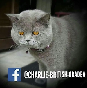 pui - băiețel - British shorthair de la crescător ORADEA - imagine 2