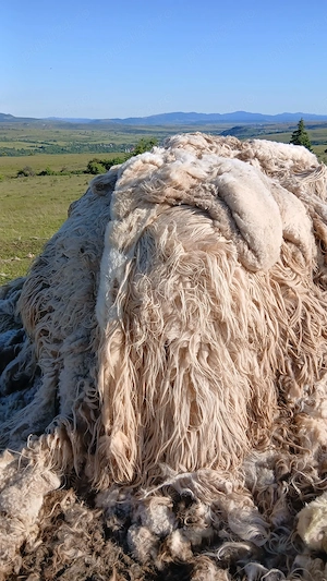 Vând lână de la 500 oi turcane 