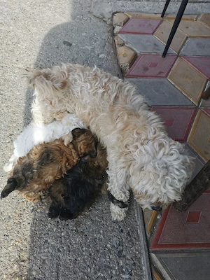 Căței bichoni 
