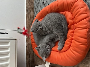 Scottish fold&straight - imagine 5
