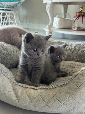 Scottish fold&straight - imagine 3