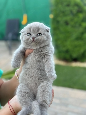 Scottish fold&straight - imagine 2
